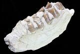 Oreodont Jaw Section With Teeth - South Dakota #81955-1